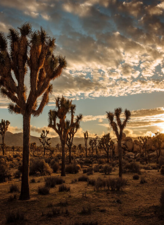 Joshua Tree